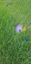 Filename=20190715_195212.jpg
Filesize=3620KiB
Dimensions=1960x4032
Date added=Jul 16, 2019 20190715_195212.jpg