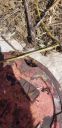 Filename=20190717_111004.jpg
Filesize=3173KiB
Dimensions=1960x4032
Date added=Jul 17, 2019 20190717_111004.jpg