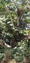 Filename=20200505_134209.jpg
Filesize=2507KiB
Dimensions=1960x4032
Date added=May 06, 2020 20200505_134209.jpg