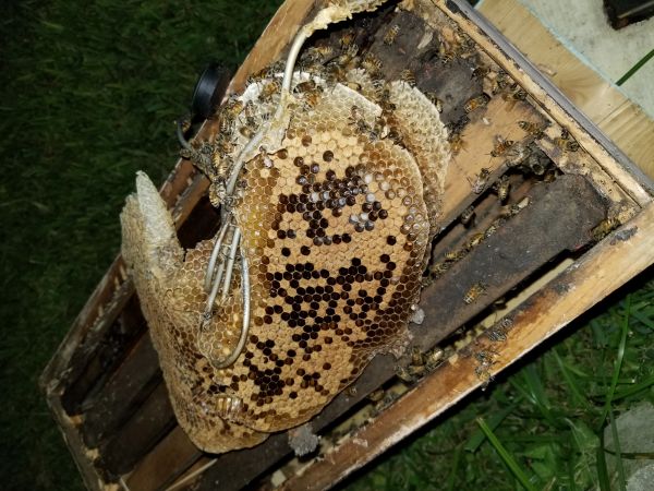 20180816_203723.jpg