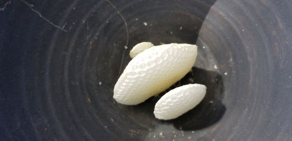 20180821_114630.jpg