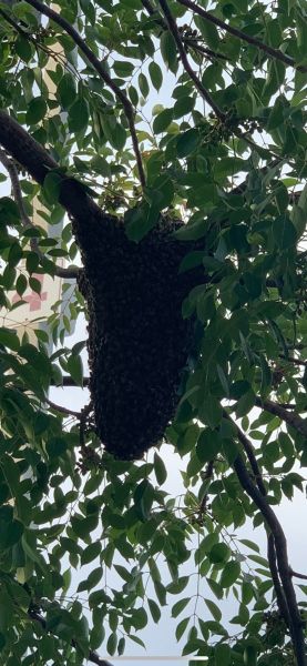 EPP_Bee_hive_pic_1.jpg
