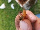 Filename=20180502_194324.jpg
Filesize=1251KiB
Dimensions=2880x2160
Date added=May 04, 2018 20180502_194324.jpg