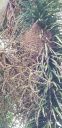 Filename=20180712_080646~0.jpg
Filesize=1901KiB
Dimensions=1862x3831
Date added=Jul 12, 2018 20180712_080646~0.jpg