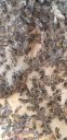 Filename=20190211_123516.jpg
Filesize=999KiB
Dimensions=1960x4032
Date added=Feb 11, 2019 20190211_123516.jpg