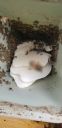 Filename=20190211_123719.jpg
Filesize=616KiB
Dimensions=1960x4032
Date added=Feb 11, 2019 20190211_123719.jpg