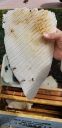 Filename=20190211_124249.jpg
Filesize=973KiB
Dimensions=1960x4032
Date added=Feb 11, 2019 20190211_124249.jpg