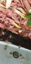 Filename=20190211_130215.jpg
Filesize=779KiB
Dimensions=1960x4032
Date added=Feb 11, 2019 20190211_130215.jpg