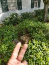 Filename=20190228_140721~0.jpg
Filesize=2387KiB
Dimensions=3024x4032
Date added=Feb 28, 2019 20190228_140721~0.jpg