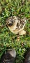 Filename=20190329_165406.jpg
Filesize=1592KiB
Dimensions=1960x4032
Date added=Apr 02, 2019 20190329_165406.jpg