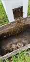 Filename=20190411_124654.jpg
Filesize=1464KiB
Dimensions=1960x4032
Date added=Apr 11, 2019 20190411_124654.jpg