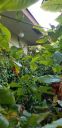 Filename=20190416_185434.jpg
Filesize=748KiB
Dimensions=1960x4032
Date added=Apr 17, 2019 20190416_185434.jpg