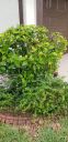 Filename=20190506_153613.jpg
Filesize=1816KiB
Dimensions=1960x4032
Date added=May 07, 2019 20190506_153613.jpg