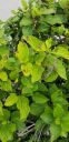 Filename=20190506_153706.jpg
Filesize=985KiB
Dimensions=1960x4032
Date added=May 07, 2019 20190506_153706.jpg