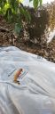 Filename=20190511_130145.jpg
Filesize=915KiB
Dimensions=1960x4032
Date added=May 13, 2019 20190511_130145.jpg