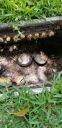 Filename=20190620_125845.jpg
Filesize=1439KiB
Dimensions=1960x4032
Date added=Jun 21, 2019 20190620_125845.jpg