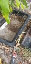 Filename=20190703_165445.jpg
Filesize=1858KiB
Dimensions=1960x4032
Date added=Jul 08, 2019 20190703_165445.jpg