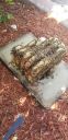 Filename=20190708_094848.jpg
Filesize=1273KiB
Dimensions=1960x4032
Date added=Jul 09, 2019 20190708_094848.jpg