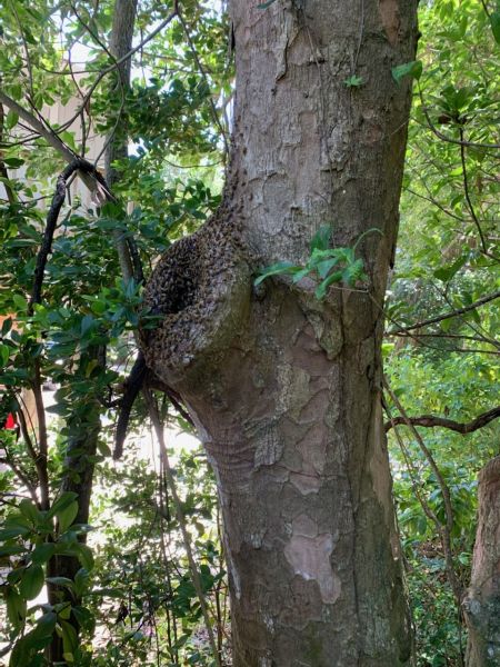 State_Park_Bees.jpg