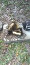 Filename=20220405_150725.jpg
Filesize=1383KiB
Dimensions=1920x4160
Date added=Apr 06, 2022 20220405_150725.jpg