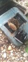 Filename=20220412_100343.jpg
Filesize=1162KiB
Dimensions=1920x4160
Date added=Apr 13, 2022 20220412_100343.jpg