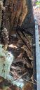 Filename=20220903_105502.jpg
Filesize=1672KiB
Dimensions=2084x4624
Date added=Sep 06, 2022 20220903_105502.jpg