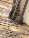 Bees_2654.jpg