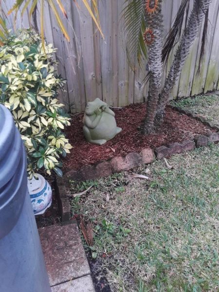 Frog.jpeg